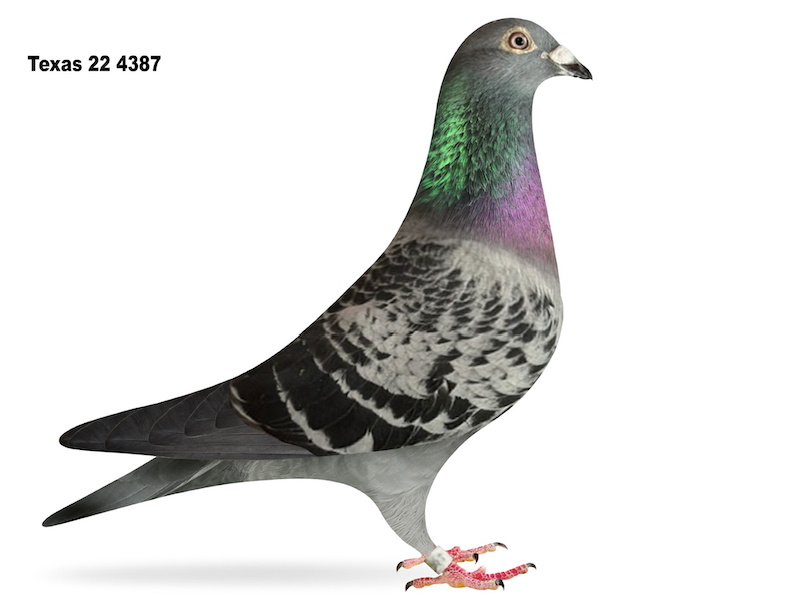 TEXAS 4387 - Prange Roziers