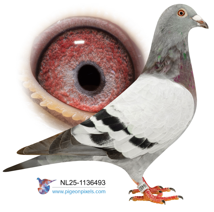 NL 1136493 - Super Kittel 493