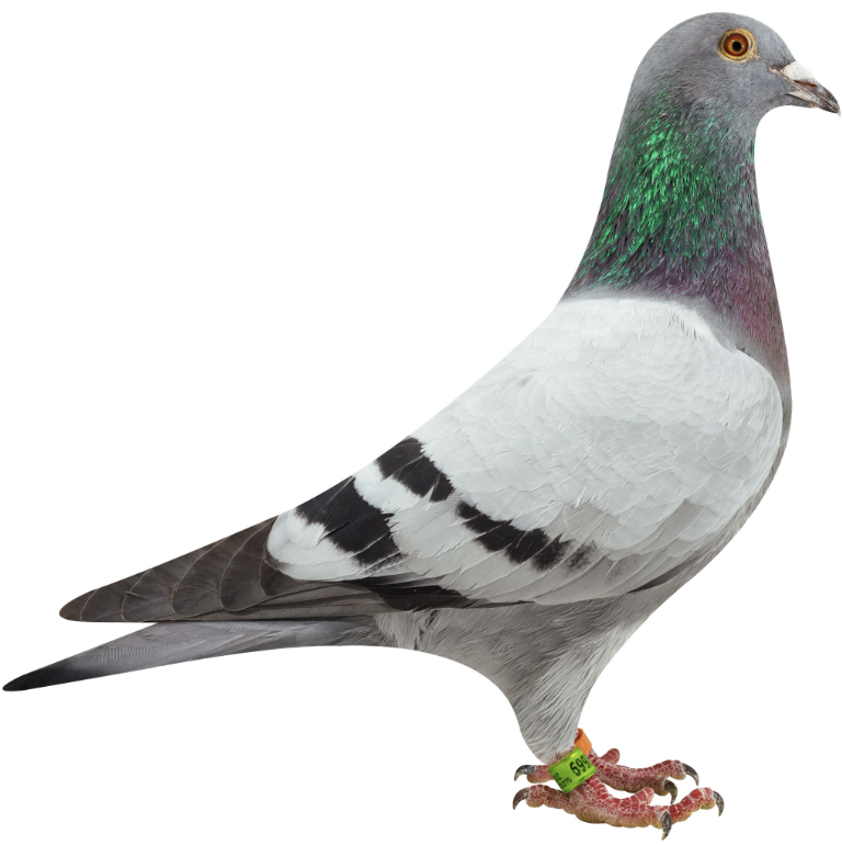 Lot 3: SLO 106 2669 - Miha Sovic