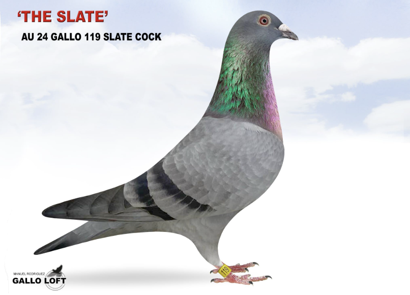 Lot 4: GALLO 119 - Gallo Loft