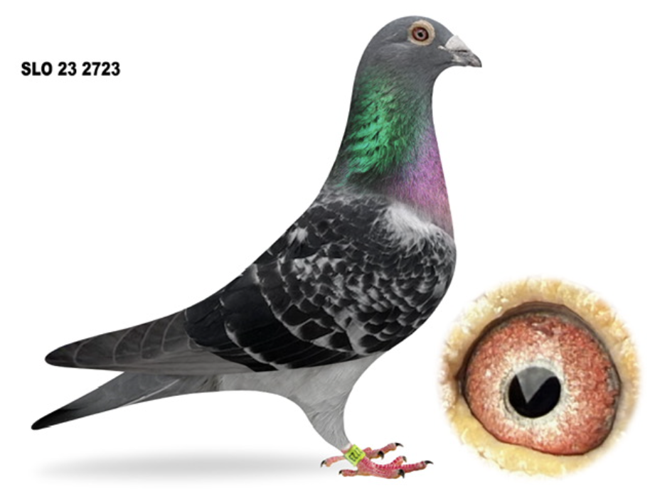 Lot 5: SLO 107 2723 - Miha Sovic