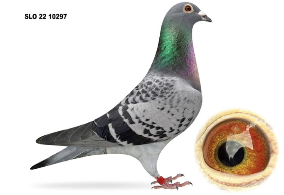 Lot 7- SLO 10297 - Miha Sovic