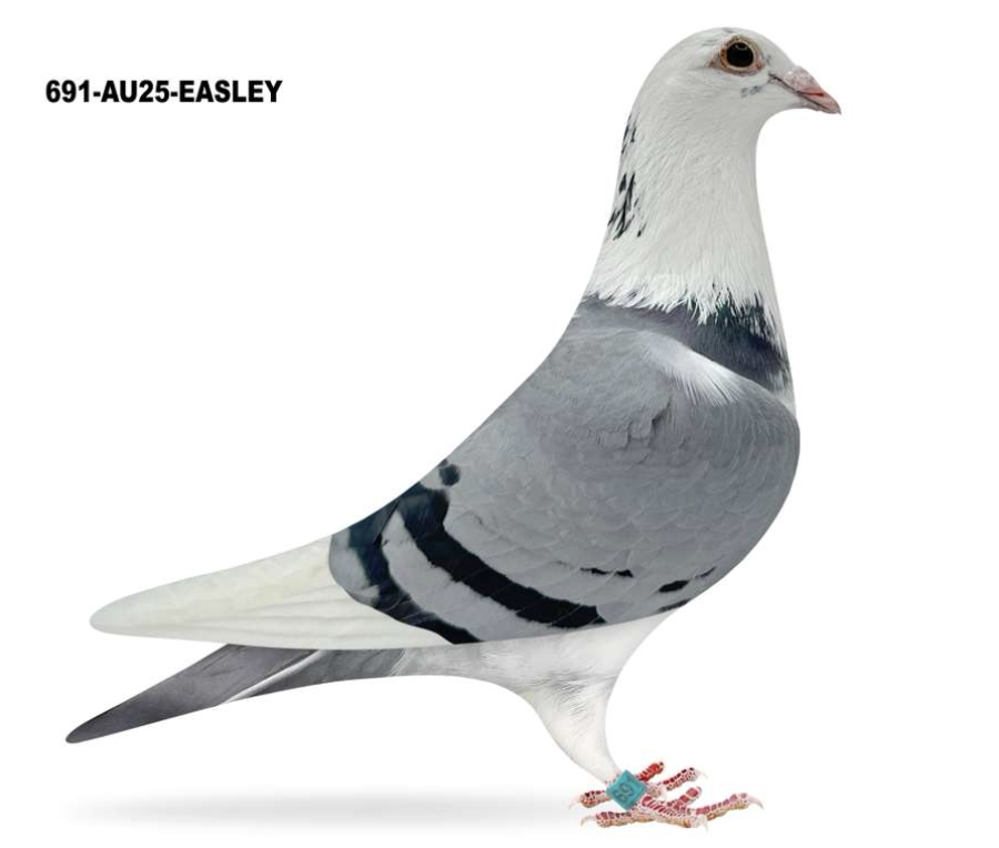 Lot 8: EASLEY 691 - Ken Easley