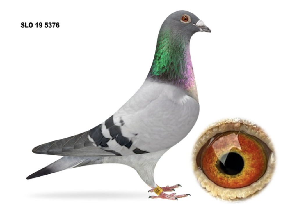 Lot 9: SLO 5376 - Miha Sovic