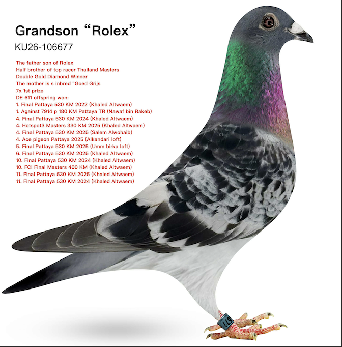 KT 106677 - Rolex Goed Grijs