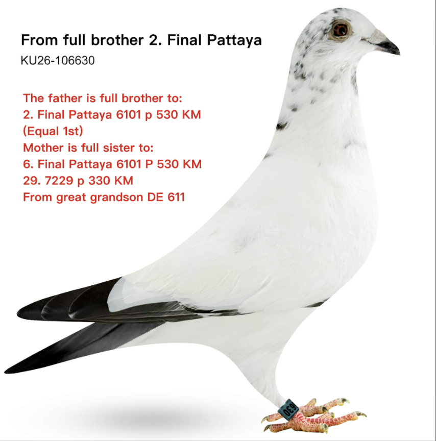 KT 106630 - Pattaya Winners!!!