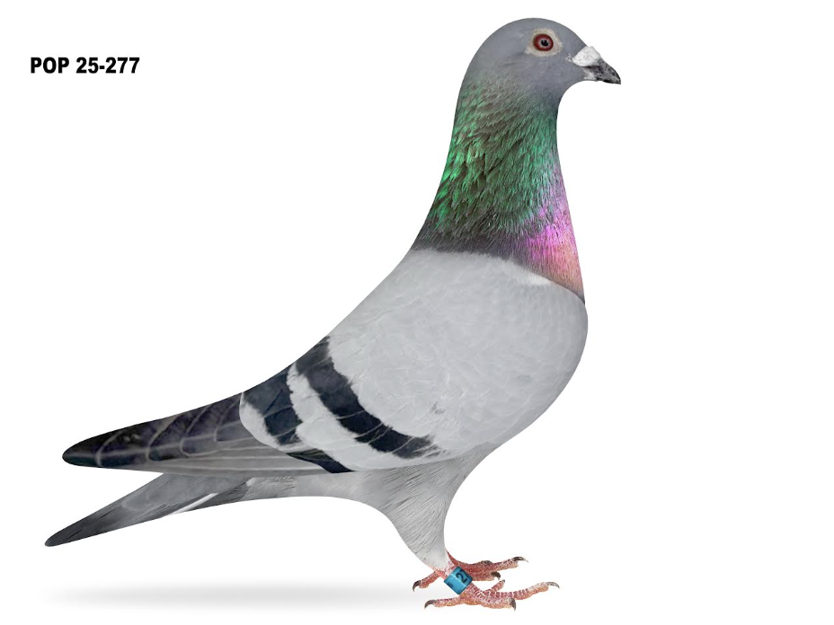 POP 277 - Thomas 6 Romario