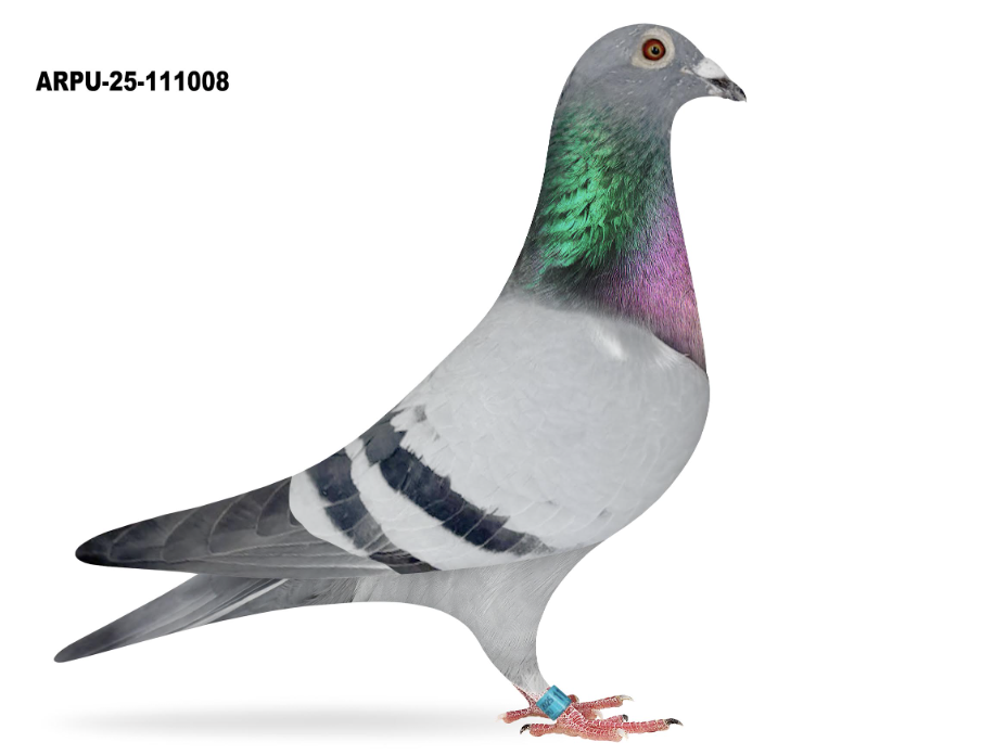 ARPU 111008 - Romario Triple 555