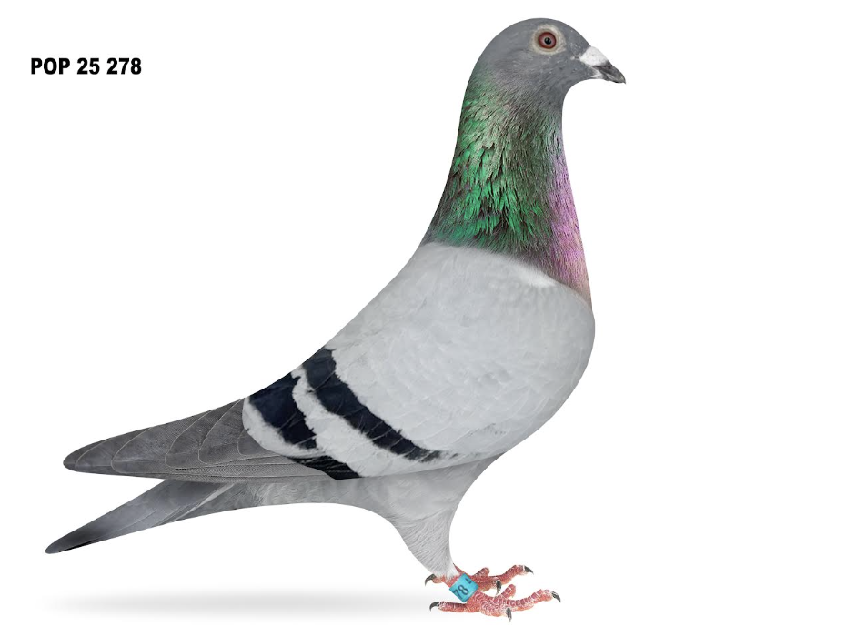 POP 278 - Thomas 6 Romario!