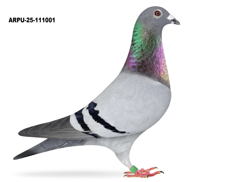 ARPU 111001 - Romario Inbred