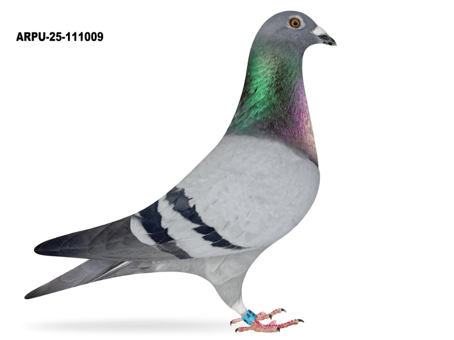 ARPU 111009 - Romario Triple 555