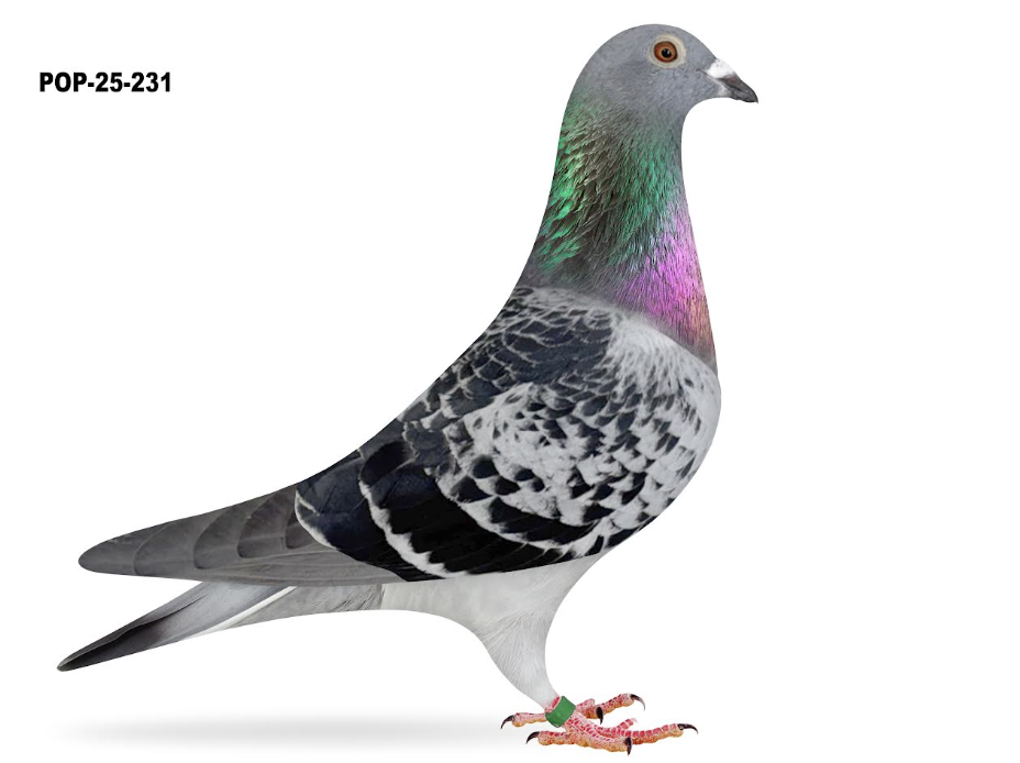 POP 231 - Best Kittel Vernazza