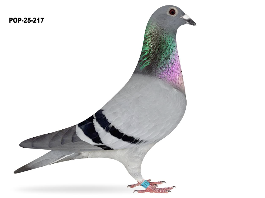 POP 217 - Vernazza Sablon