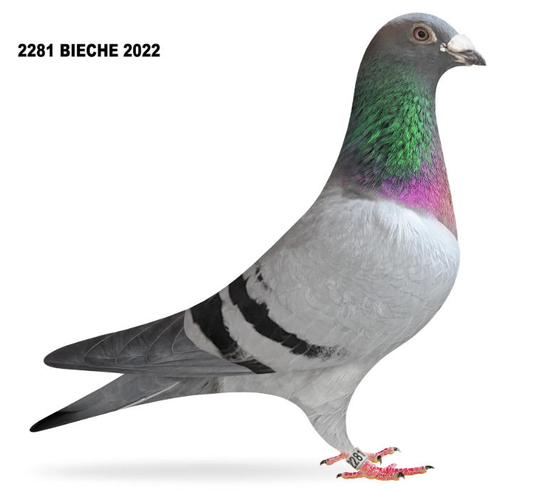 BIECHE 2281 - Schellens!