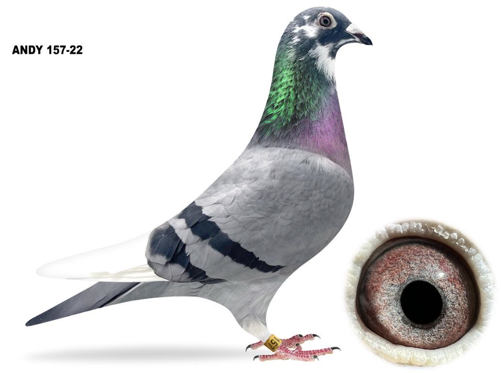 ANDY 157 - Greek Connections Best!