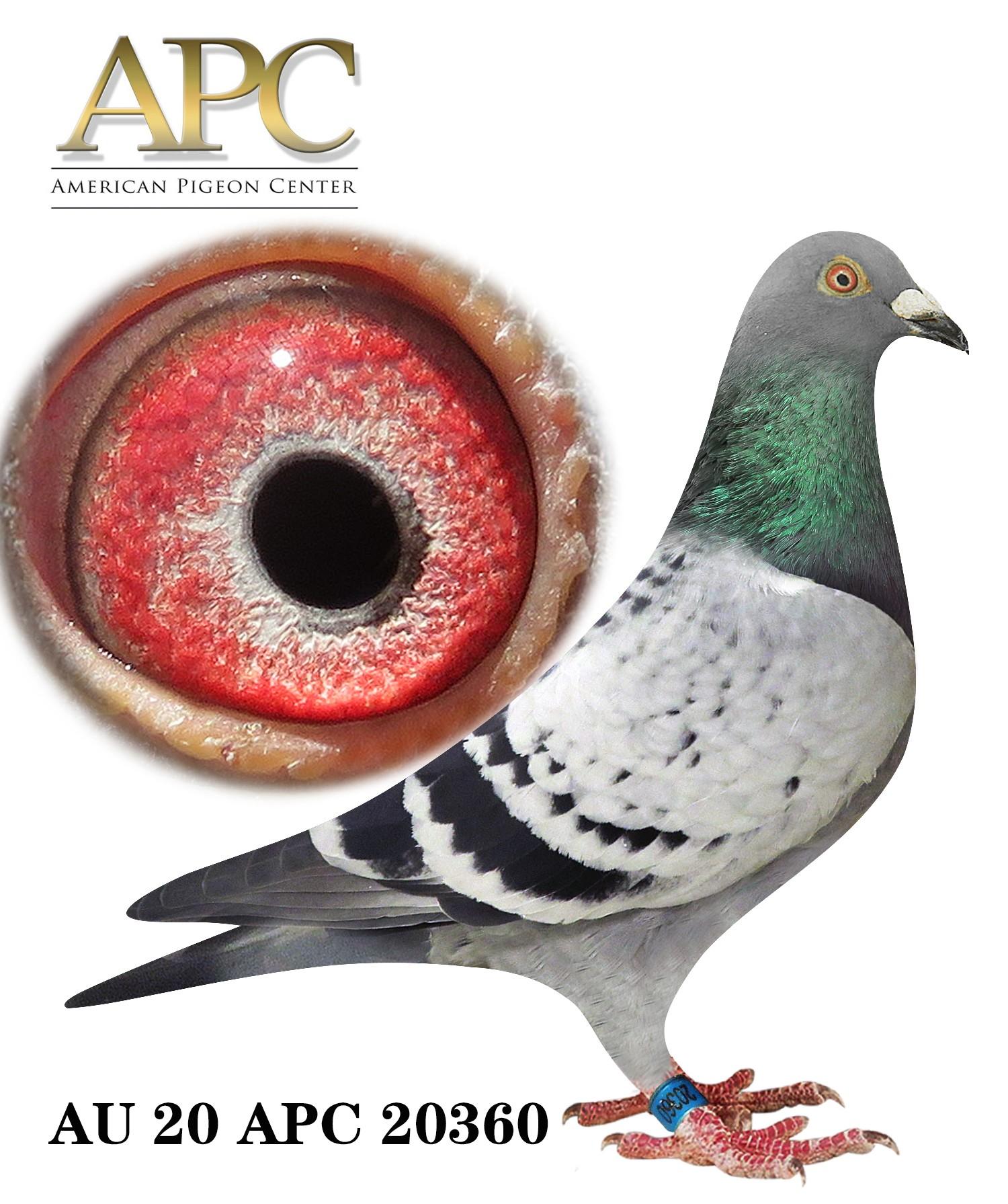 AU 20 APC 20360 - Nieuwe Olympiad