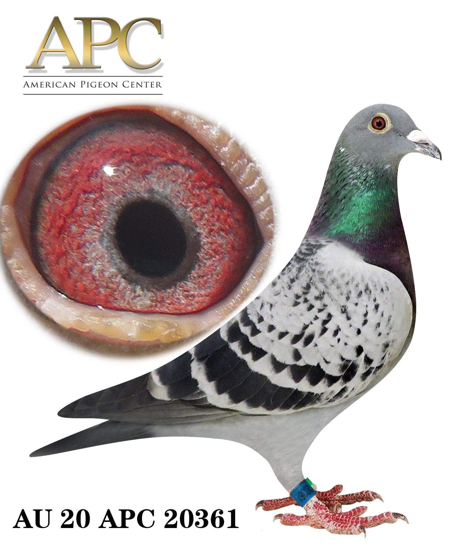 AU 20 APC 20361 - Proven Breeder!