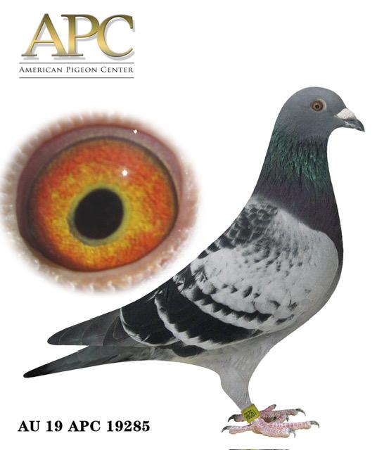 AU 19 APC 19285 - Sister 1st 350mi!