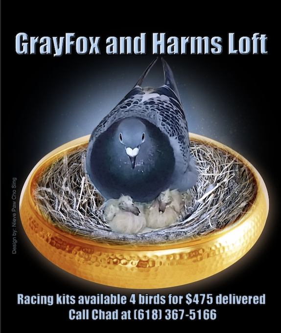 (4) Young birds Gray Fox and Harms Loft