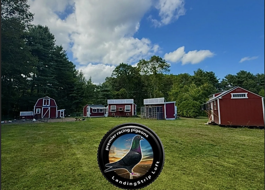 (2) 2026 Youngbirds LandingStrip Loft