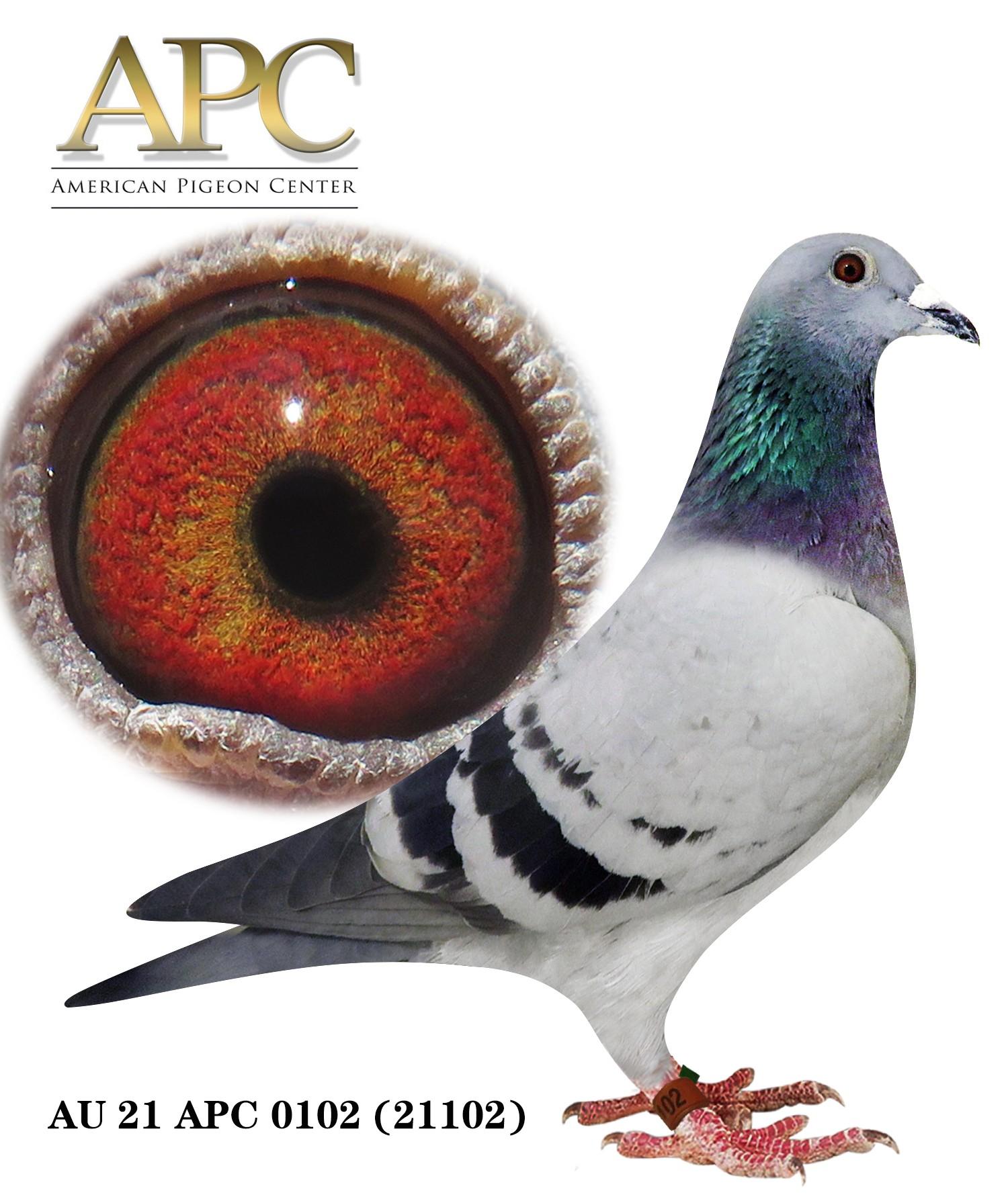 AU 21 APC 21102  Sister 24015 won 12th 350m