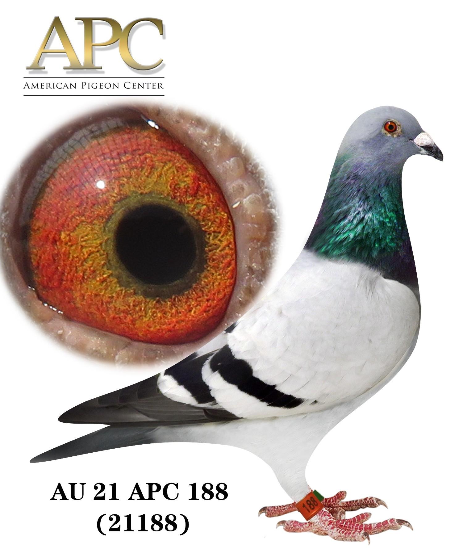 AU 21 APC 21188 Brother 23059 won 1st e. 2nd 350m