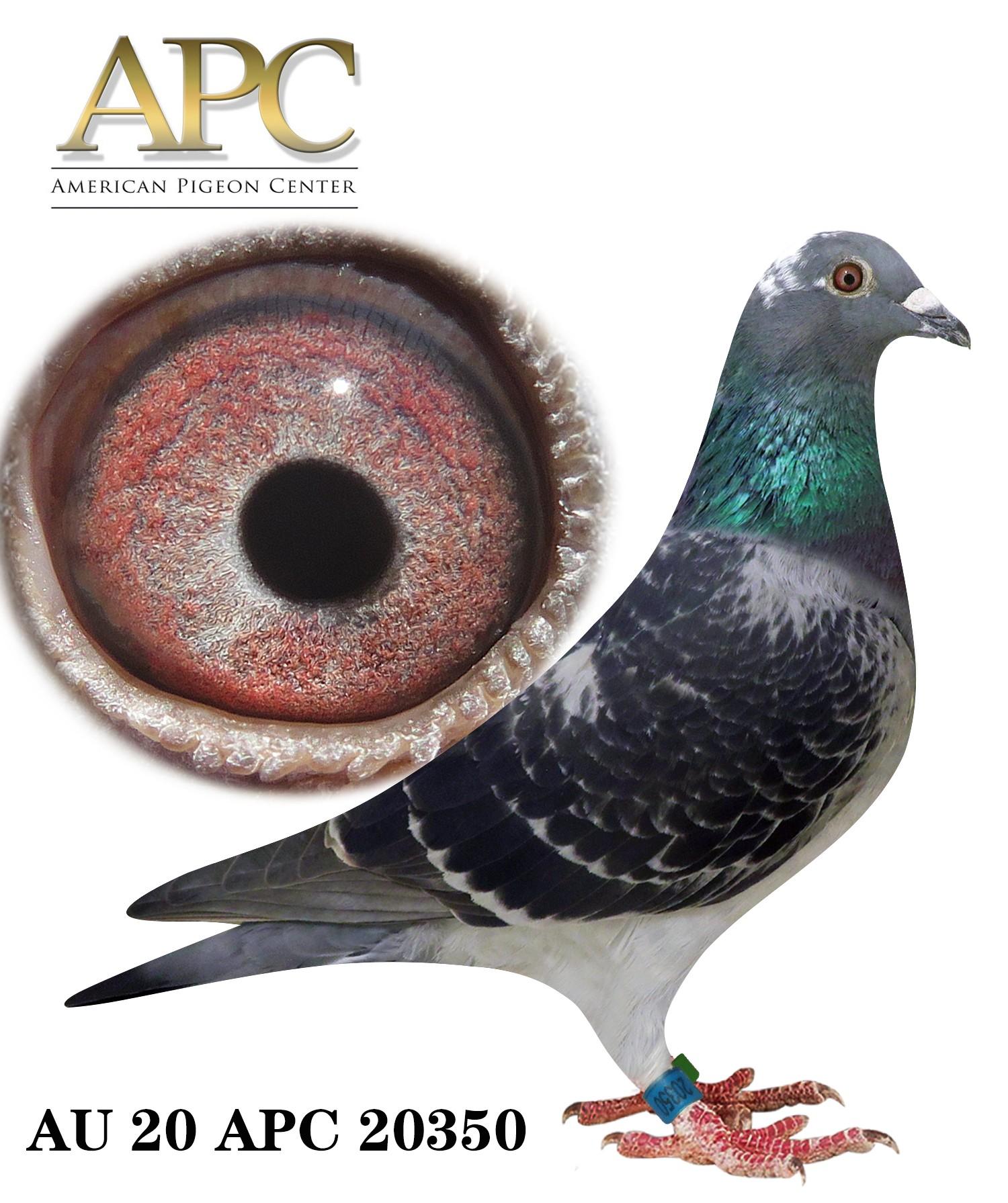 AU 20 APC 20350 Sister 24314 won 4th a.s Louisiana