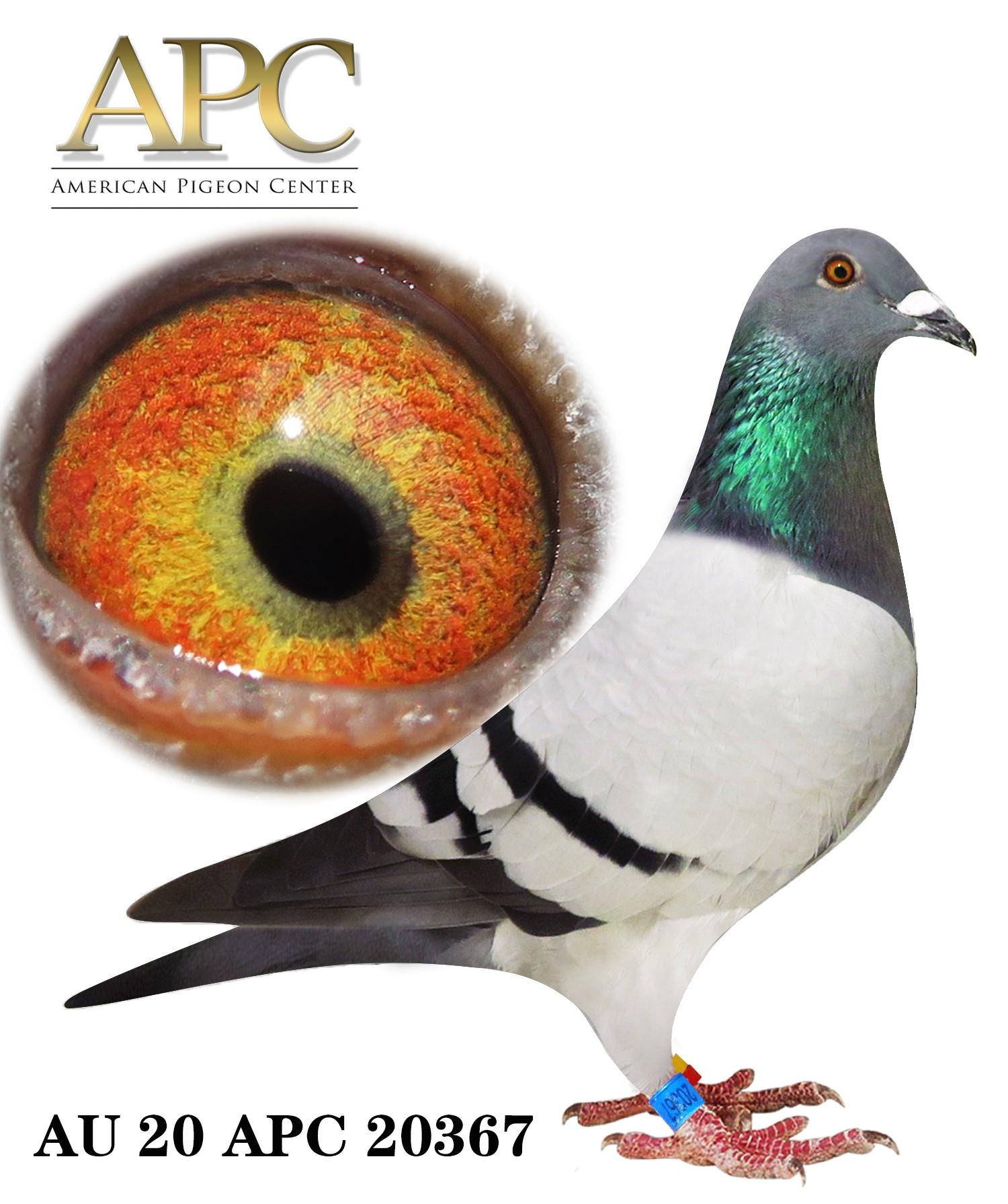 AU 20 APC 20367 a. speed 4 races & 1st e.3rd 170m