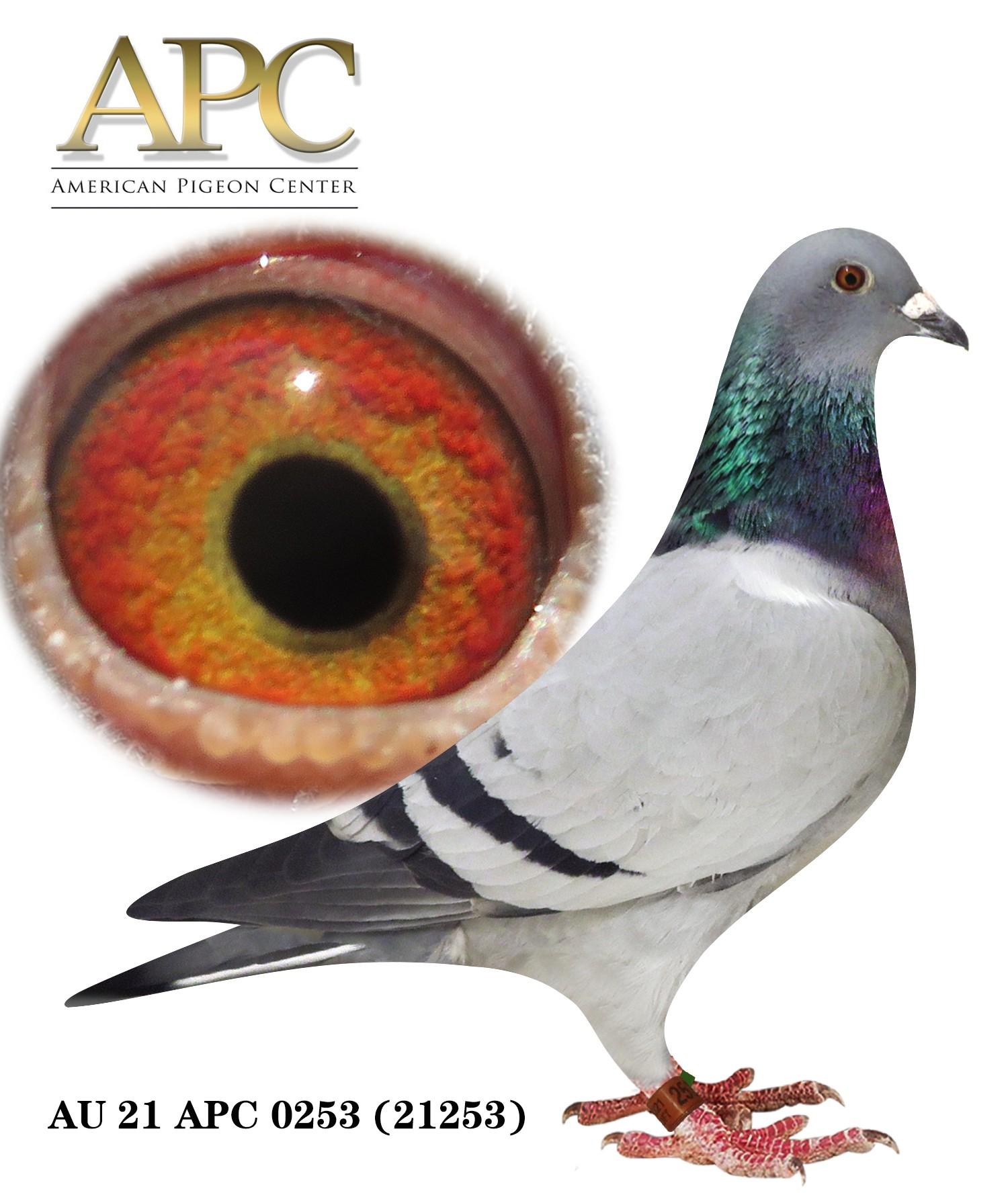 AU 21 APC 21253 1st e. 15th 225m @1463ypm won