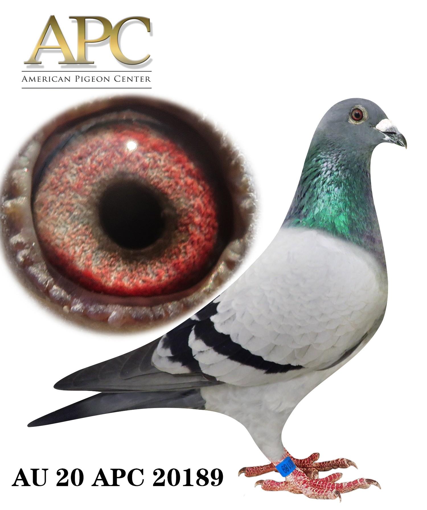 AU 20 APC 20189  Full sis 19262 won 10th 325m