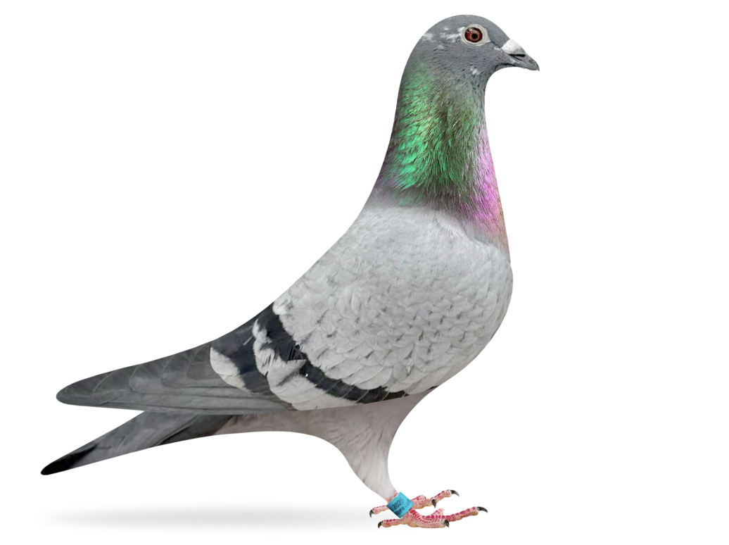 SHOG 5063 - Shirocco Mix