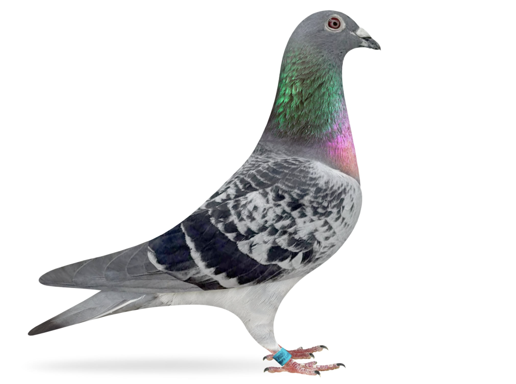 SHOG 5142 - Shirocco Armando