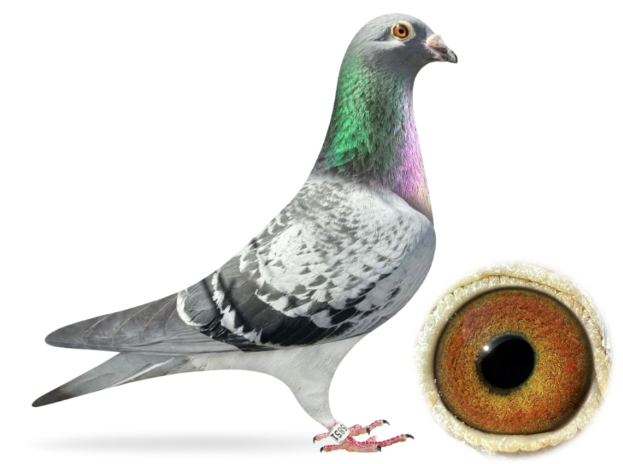 NL 1135851 - Best Kittel 851