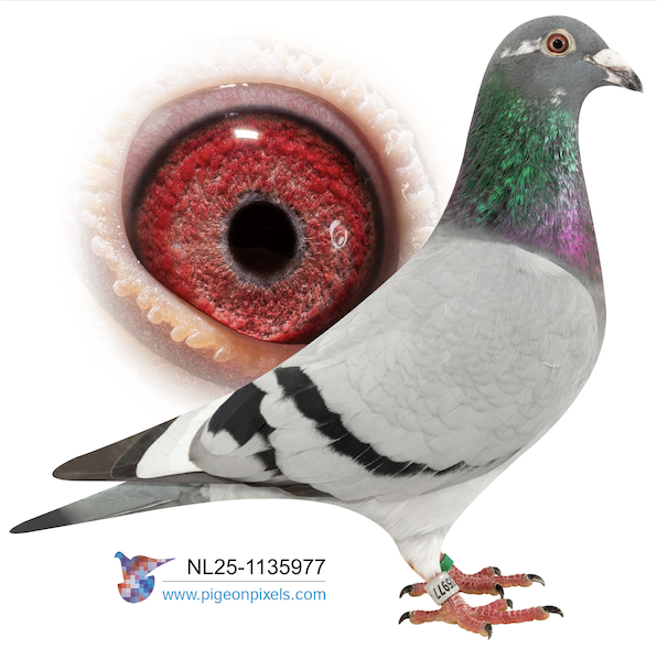 NL 1135977 - Best Kittel 977