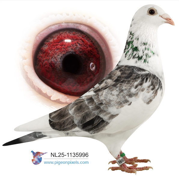 NL 1135996 - B Kittel Griepel 96