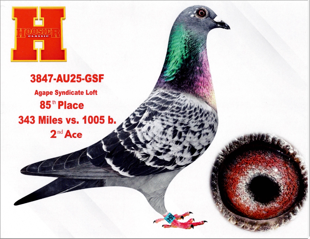 Youngster from 2nd Ace Hoosier X G-SON Of Florian and Nephew to Ace Pigeons