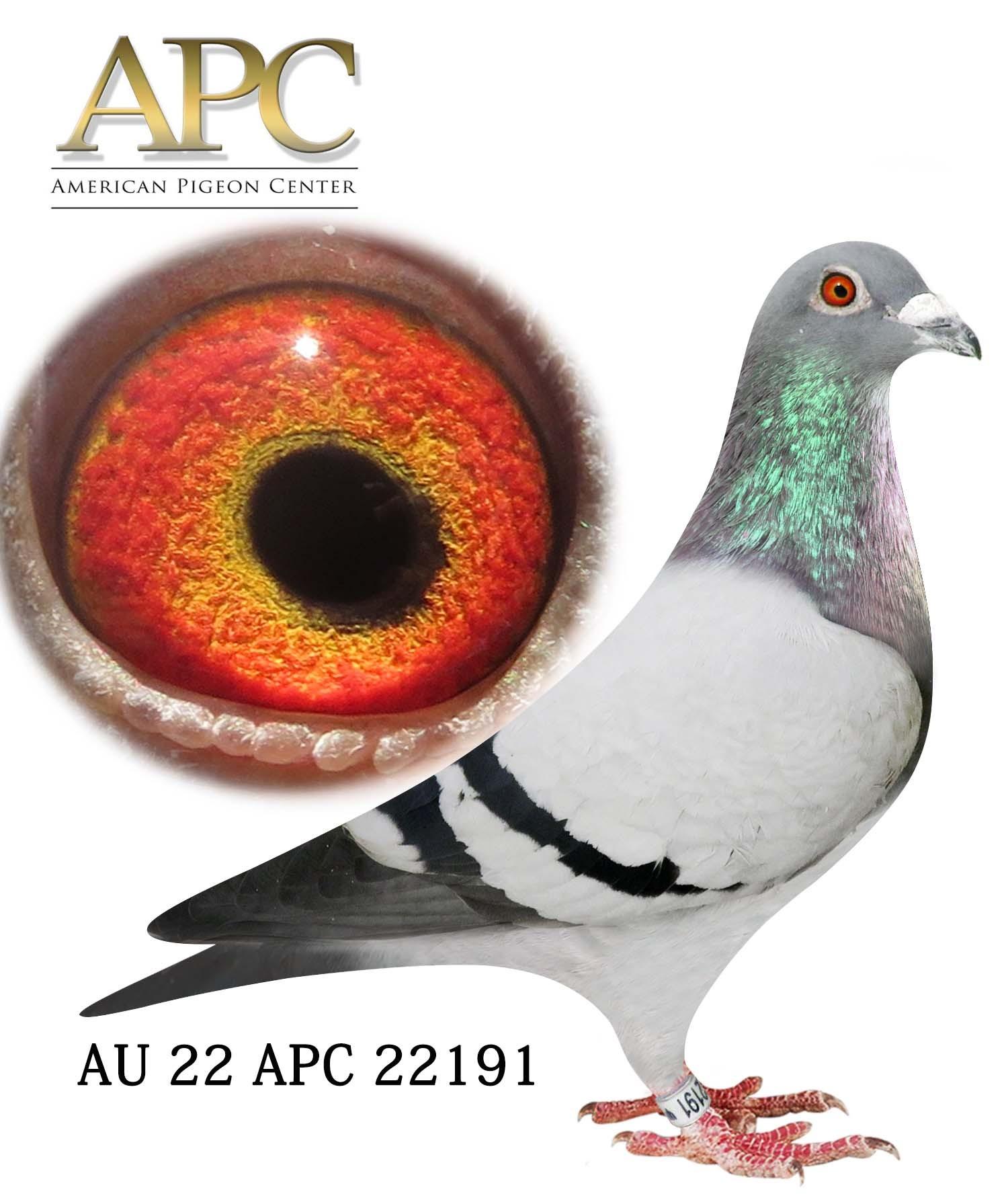 AU 22 APC 22191 - Uncle won $23,000!