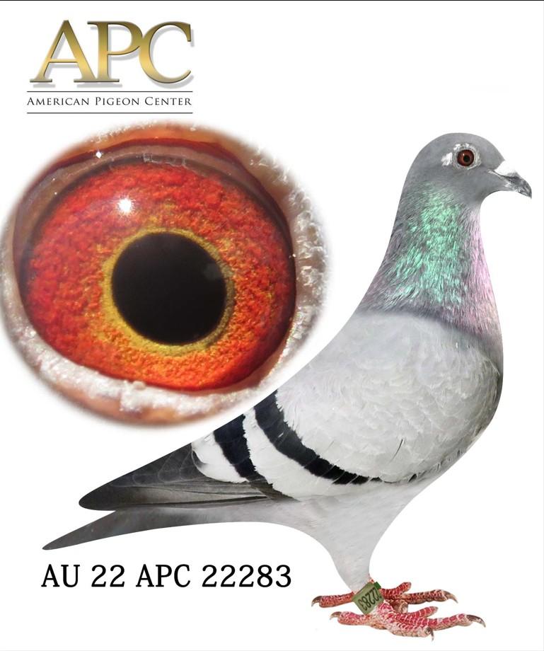 AU 22 APC 22283 - Parents Top Breeders!