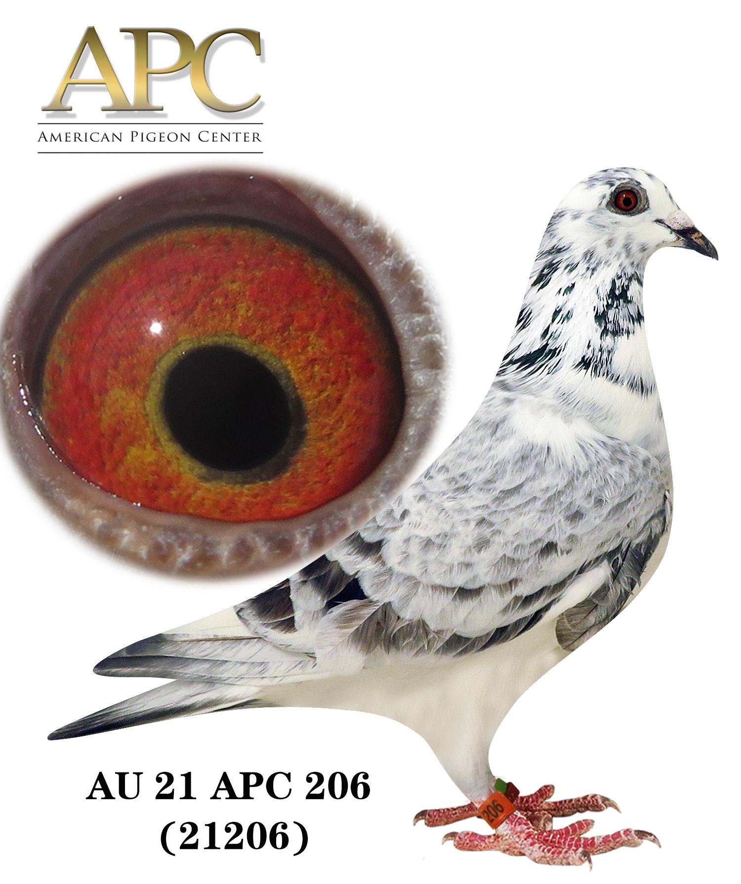 AU 21 APC 21206 = 24th Average Speed!