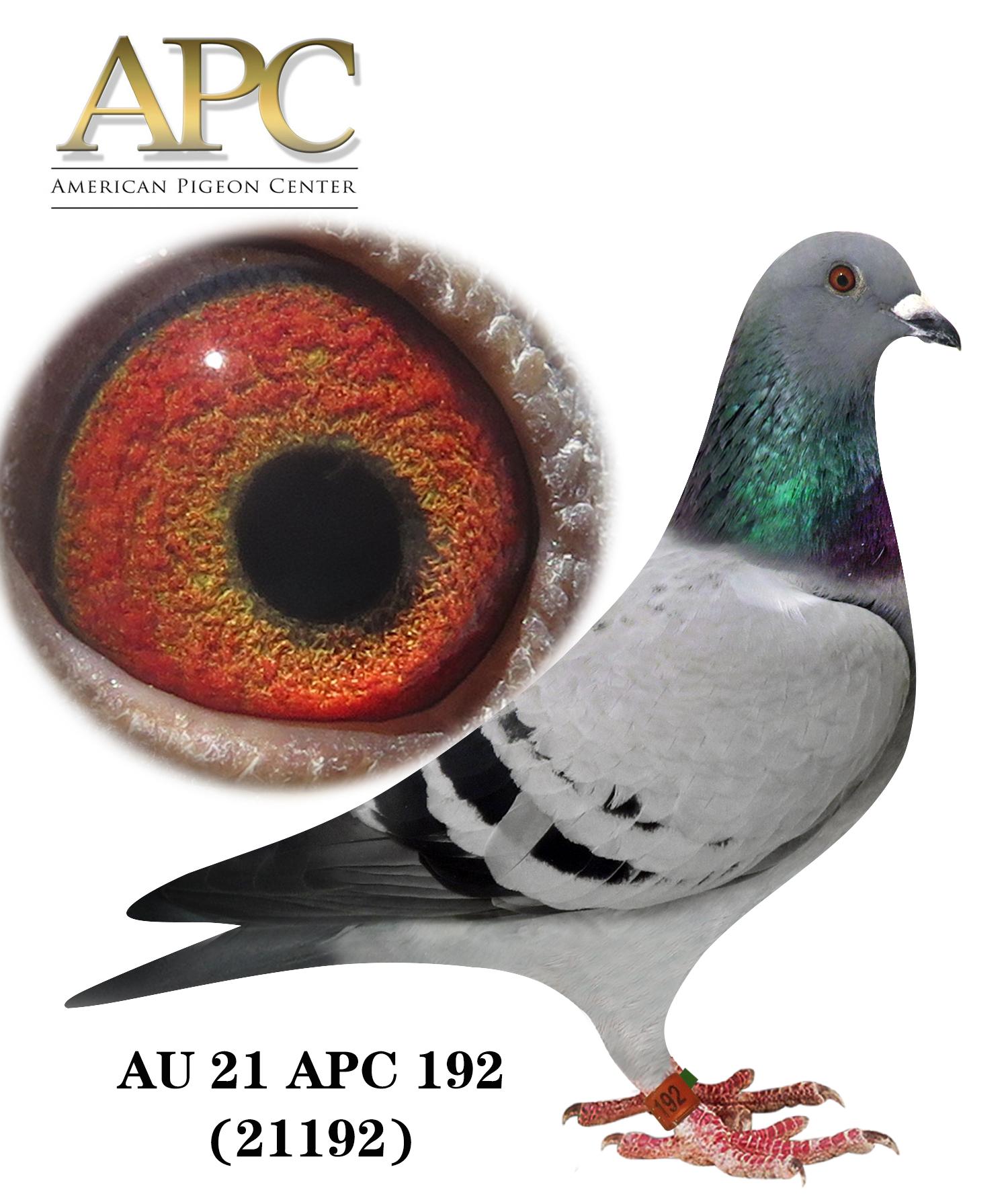 AU 21 APC 21192 - Sister 5th Ace Pigeon