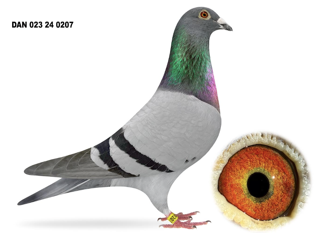 023 24 207 - Direct POGACAR