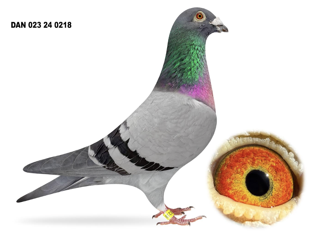 023 25 218 - Gson Griepel