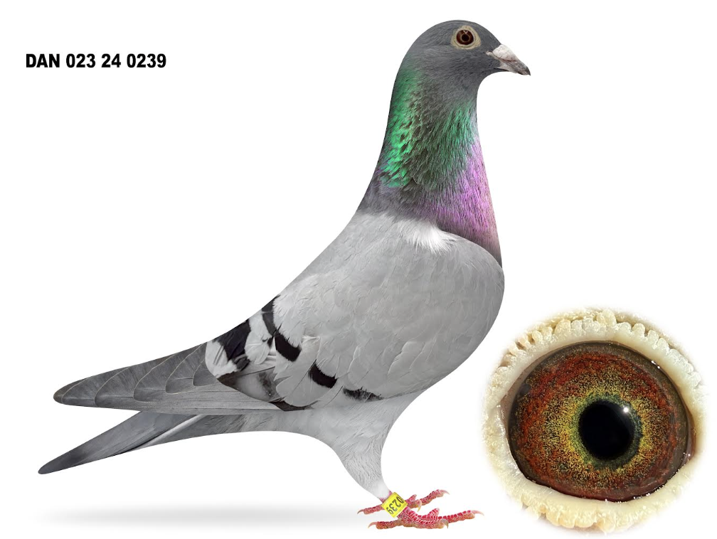 023 24 0239 - Inbred Kaasboer