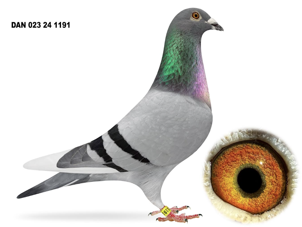 023 24 1191 - New Kim Usain Bolt