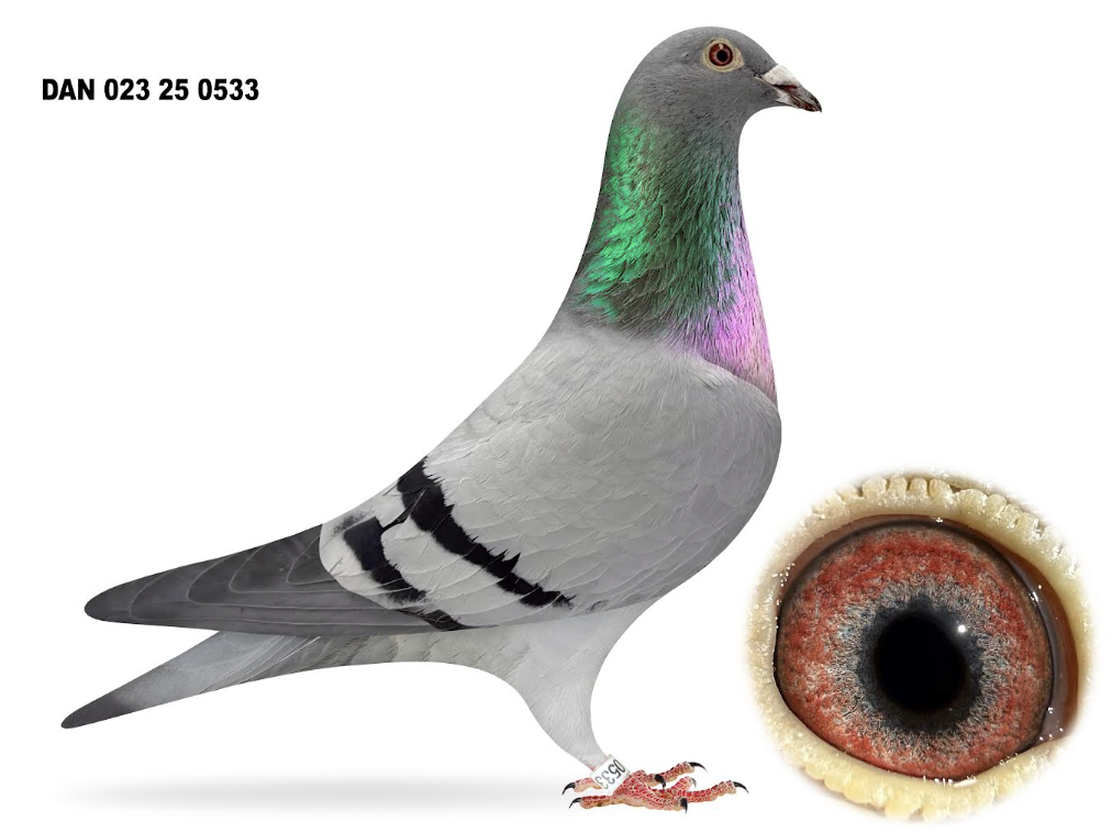 023 25 0533 - Blizzard Kittel