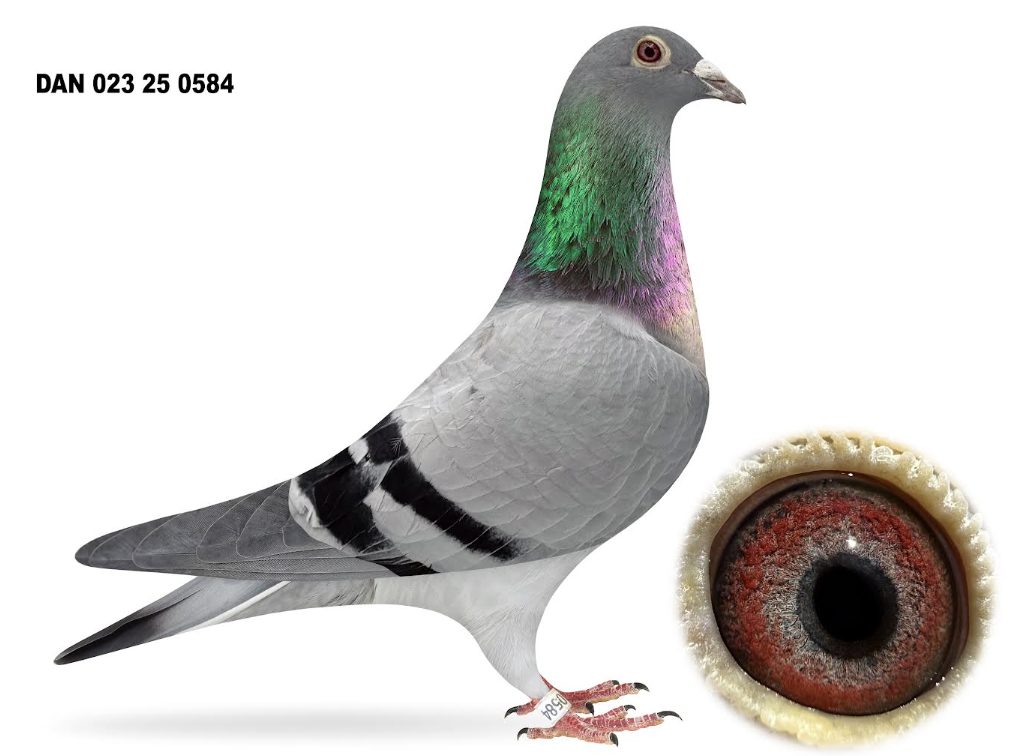 023 25 0584 - Kittel!