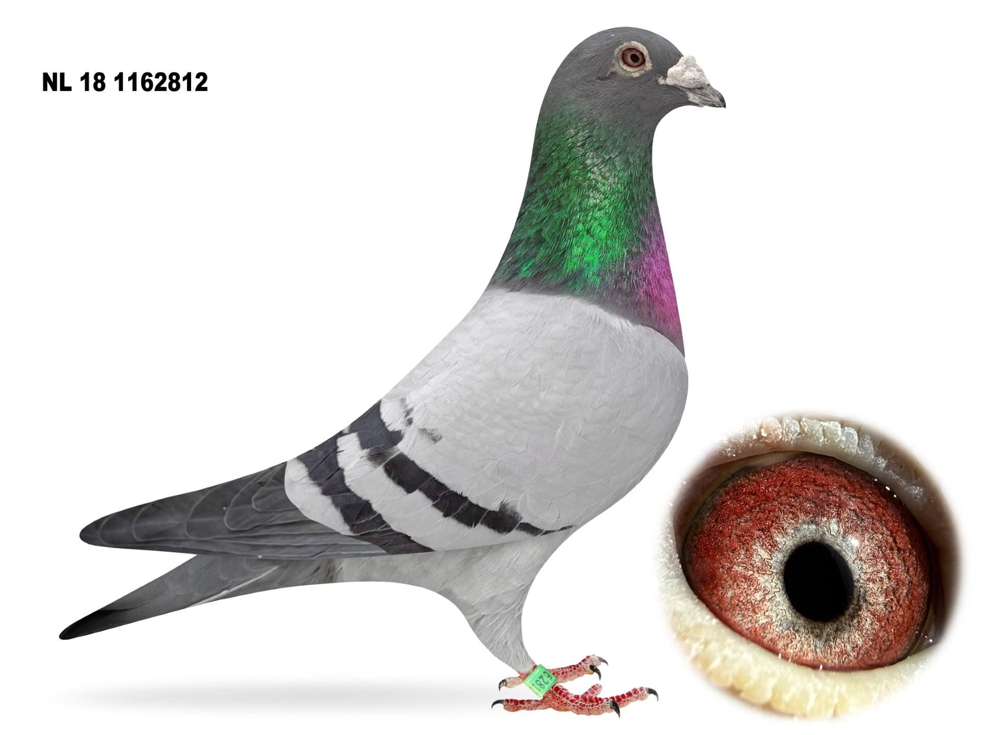 NL 18 1162812 Ad Schaerlaeckens
