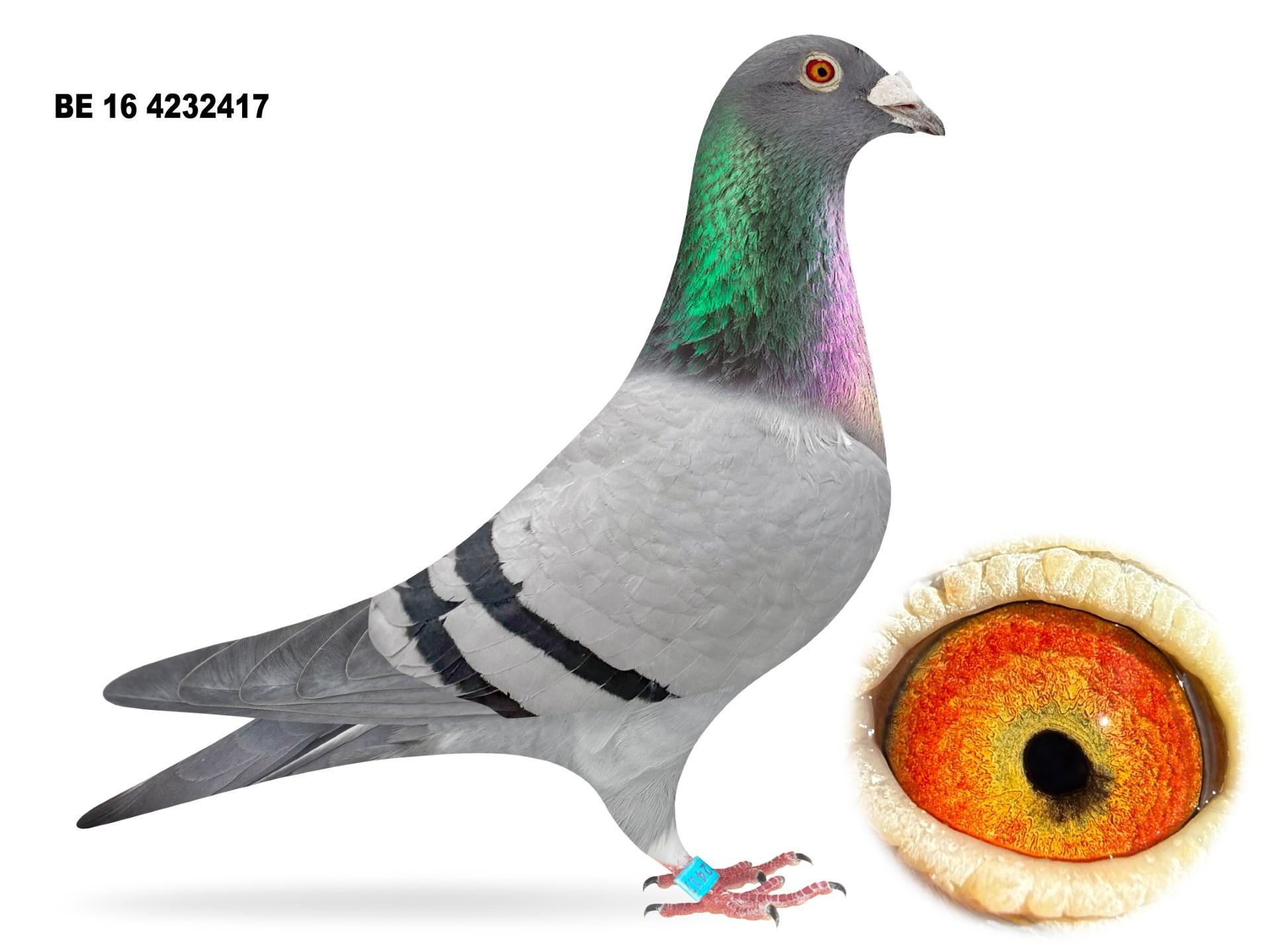 Belg 16 4232417 Top Breeding Hen