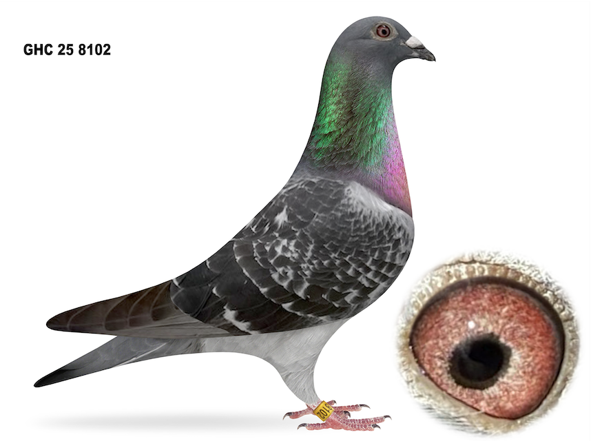 GHC 8102 - 1st Champion Bird!