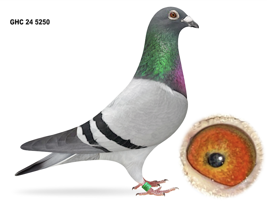 GHC 5250 - 3rd Champion Bird